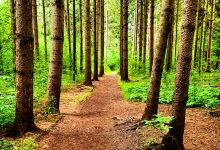 Naftel's Creek Conservation Area景点图片