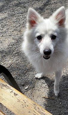 世界名犬牧场-前桥市