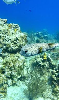 Red Sail Sports - Safehaven Marina-乔治市