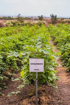 Chandon India Winery-纳西克