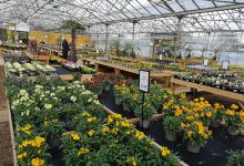 Coblands Garden Centre购物图片