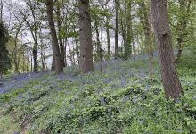 Bluebell Wood景点图片