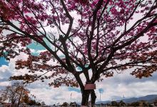 Rose Park景点图片