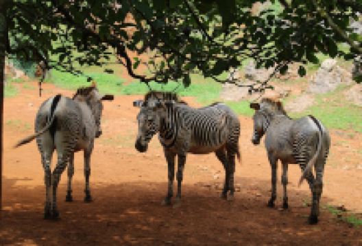 Cabarceno Nature Park景点图片