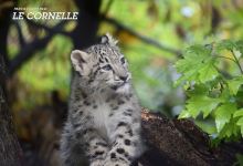 Faunistic Park Le Cornelle景点图片