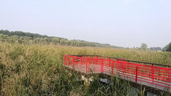 九龍濕地公園