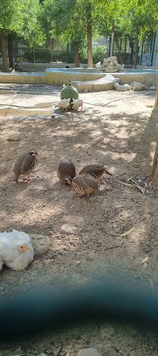 Bandarabbas Birdgarden-阿巴斯港