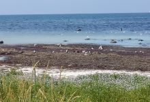 Strandbadsskogen景点图片