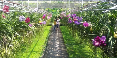 湄林蘭花蝴蝶園