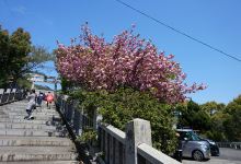 高屋神社景点图片