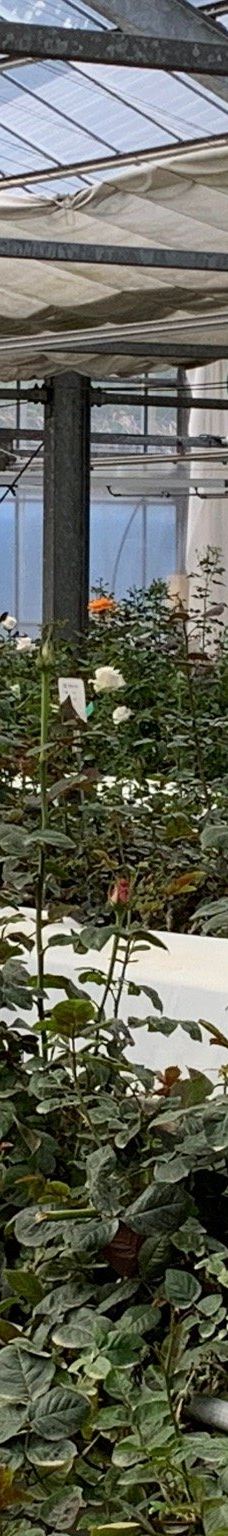 日本最大 鹿屋玫瑰园-鹿屋市