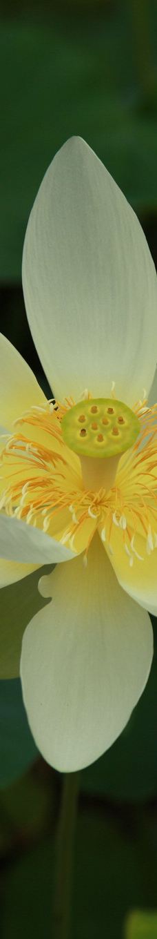 兰苏中国花园-波特兰