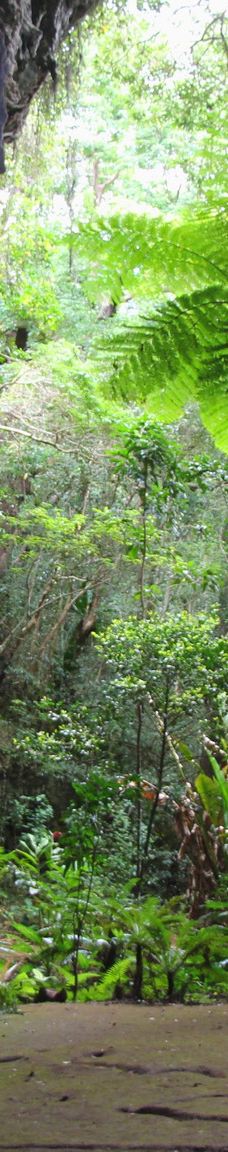 Grotte de Hortense-松树岛