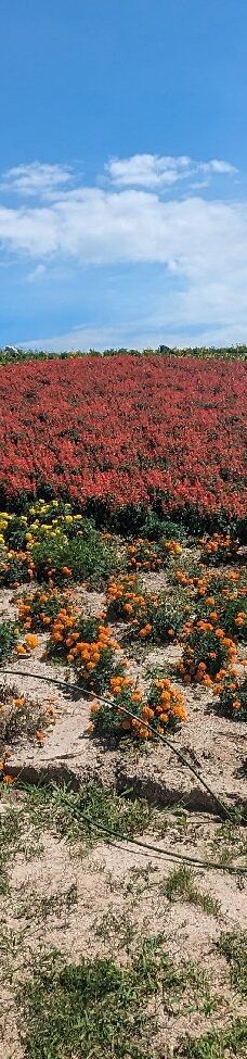 菅野农场-上富良野町
