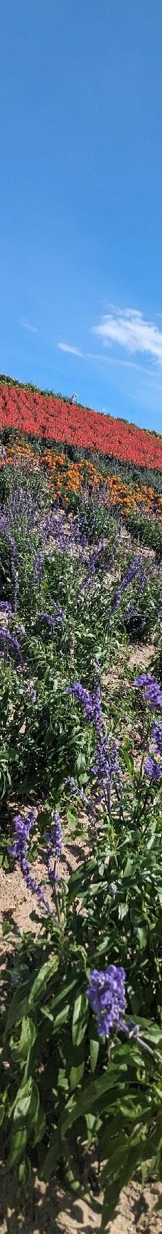 菅野农场-上富良野町