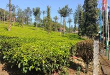 Connemara Tea Factory购物图片