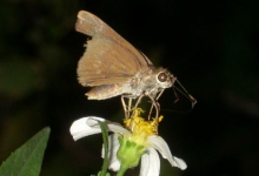FIU Nature Preserve景点图片