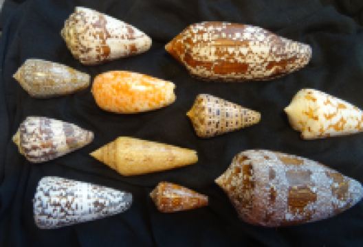 米拉马尔海博物馆景点图片