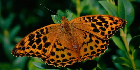 Der Harly - erlebenswertes Wander- und Naturschutzgebiet