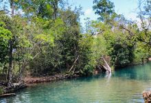 Cardwell forest drive景点图片