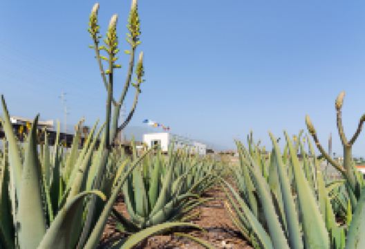 Finca Canarias Aloe Vera景点图片