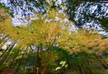 Yadoriki Forest景点图片