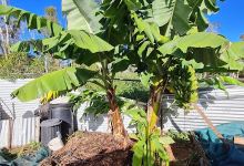 Coombabah Community Garden景点图片