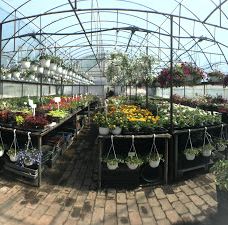 Kiss Virágkertészet, Békéscsaba-贝凯什乔包