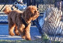 Lacey Road Park Dog Off-Leash Area景点图片