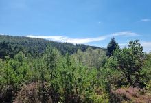Kilvey Hill Community Woodland景点图片