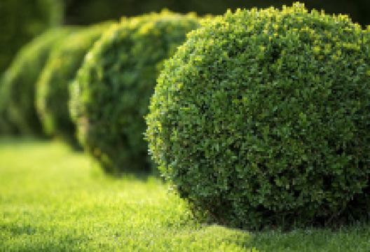 Merle's Garden Center购物图片