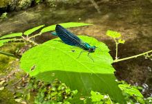 AgriBike Camping景点图片