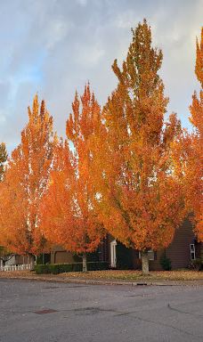 Wes Bennett Park-塞勒姆