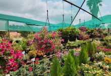 Bloom Nursery购物图片