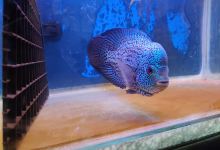 SU FLOWERHORN AQUARIUM景点图片