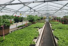 Beautiful Flowers Nursery & Garden Centre购物图片