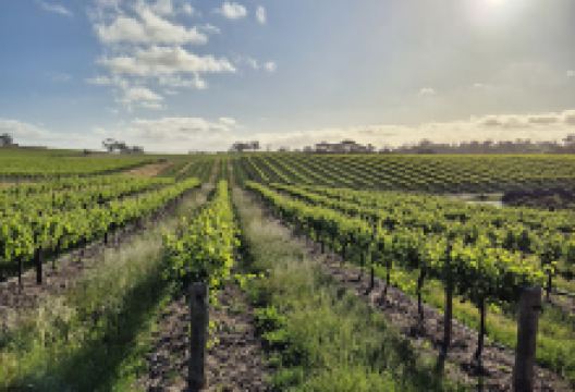 Wonderground Gallery and Mirus Vineyards Barossa景点图片