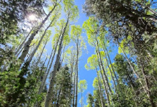 Bill Williams Mountain景点图片