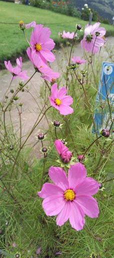 La Casa del Arbol-巴尼奥斯县