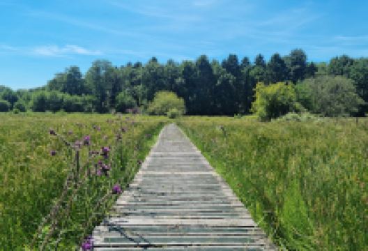 Ipsley Alders Marsh Nature Reserve景点图片