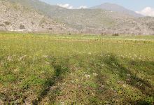 Ali Kheel Mosque景点图片