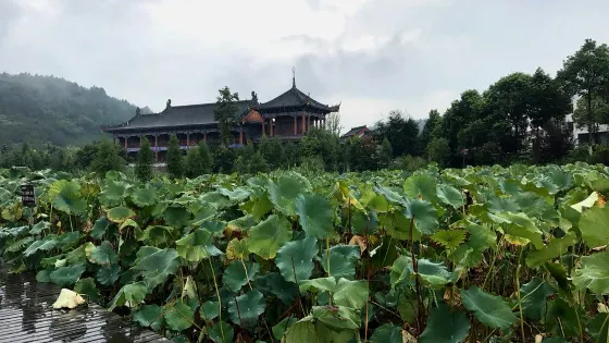 荷塘花海
