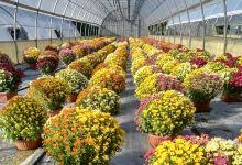 Azienda florovivaistica il borghetto购物图片