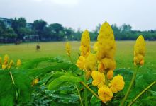 N N School Play Ground, Debiganj景点图片