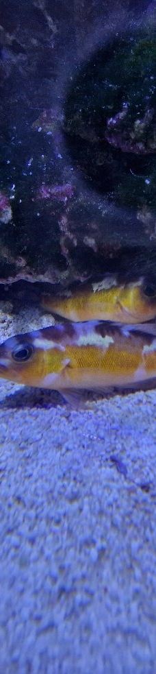 瓦伦西亚海洋公园-瓦伦西亚