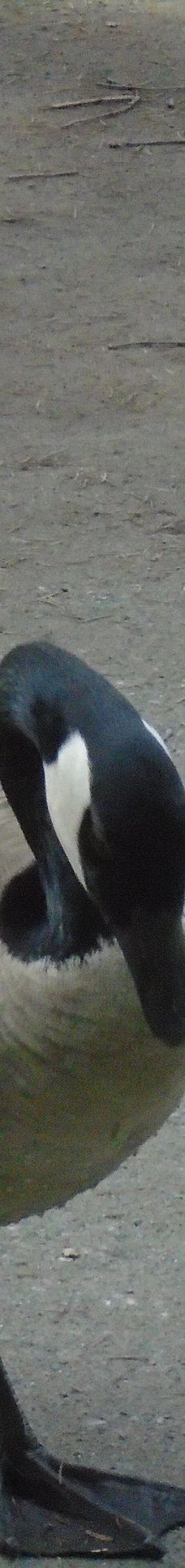 中央公园-本那比