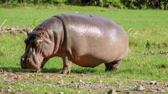 哈勒公園