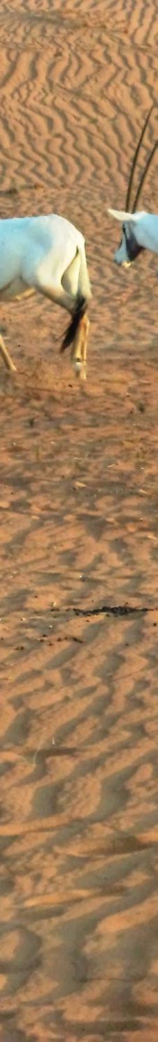 My Safari Dubai-迪拜