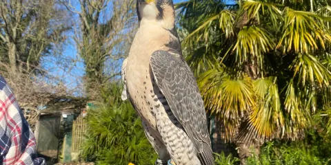 Huxley's Birds of Prey Centre and Gardens
