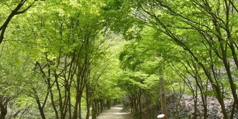 剛泉山郡立公園
